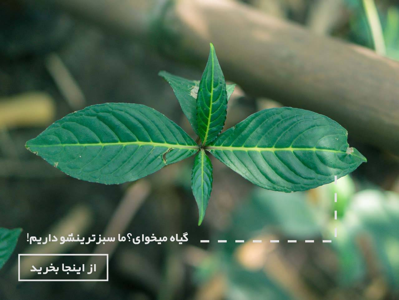 https://www.rishehdar.ir/category/apartment-flowers-and-plants-category